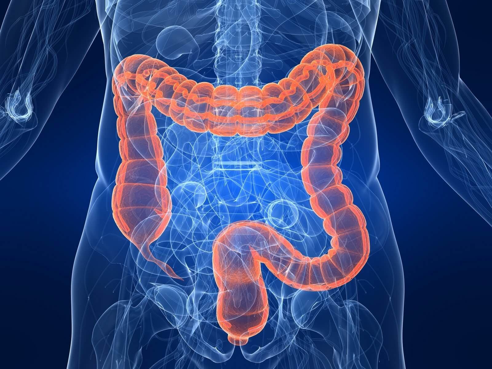 Illustrazione anatomica dell’intestino su fondo blu